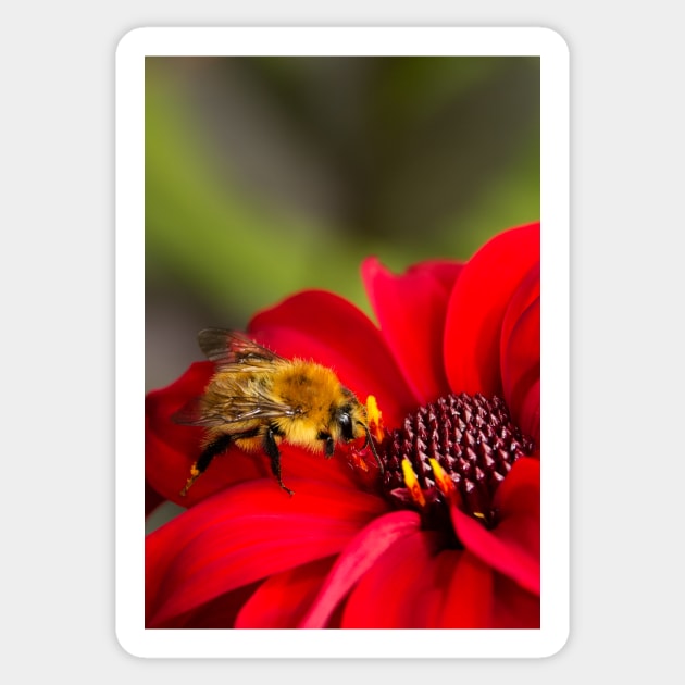 Busy Bee Sticker by GenuineDabber